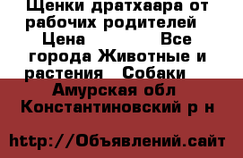 Щенки дратхаара от рабочих родителей › Цена ­ 22 000 - Все города Животные и растения » Собаки   . Амурская обл.,Константиновский р-н